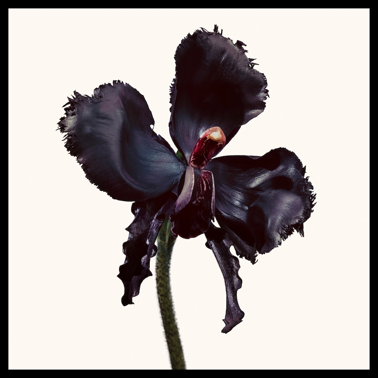 Black Orchid Reserve Parfum, 50.0 ml, Alt